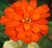 Zinnia